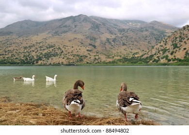 Wild Goose Chase On The Lake