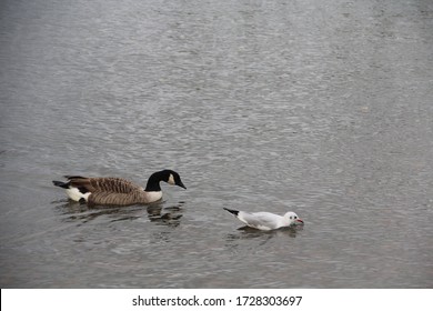 Wild Goose Chase With Seagull