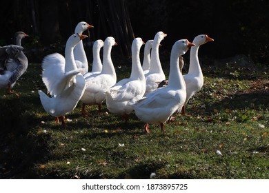 Wild Goose Chase, White Geese