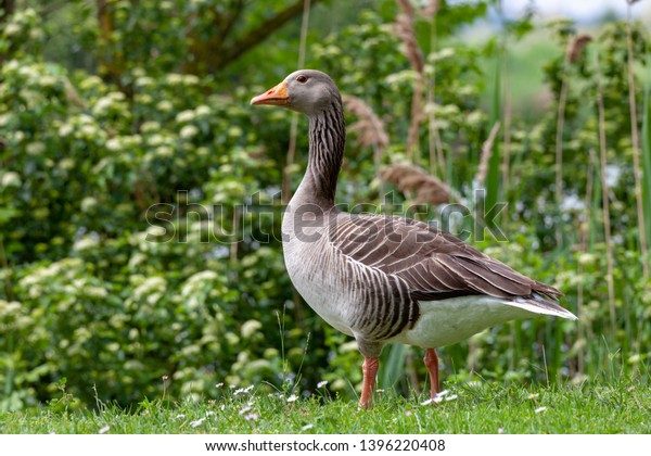 wild goose European
migratory bird Italy