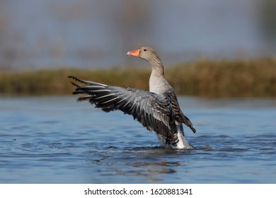 Wild Goose Flap The Wings On The Water