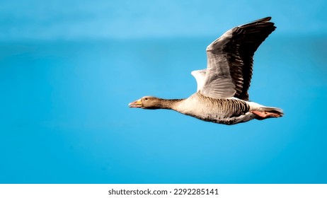 Wild goose in flight over water