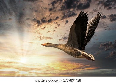 Wild Goose Flying Into A Sunset