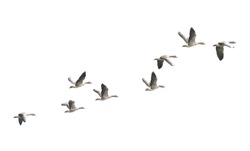 Wild Goose, Greylag Goose. The Geese Are Migrating. Flying Geese.