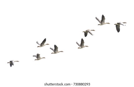 Wild Goose, Greylag Goose. The geese are migrating. Flying geese. - Shutterstock ID 730880293