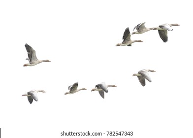 Wild Goose, Greylag Goose. The geese are migrating. Flying geese.