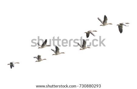 Wild Goose, Greylag Goose. The geese are migrating. Flying geese.