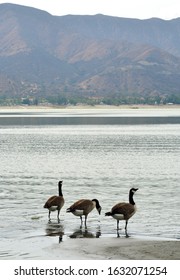 Wild Goose Resting At The Lake Elsinore, California, In The Background The Santa Ana Mountains