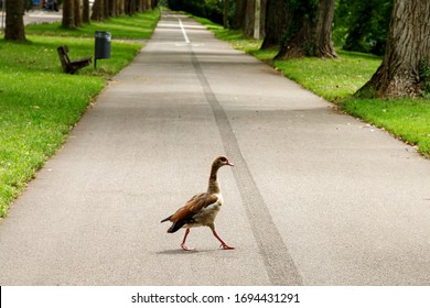 A wild goose walks along an empty footpath in a public park during self-isolation. After the arrival of coronavirus, wild animals began to return to the territories occupied by people