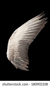 Wild Goose Wing. Close Up. Isolated On A Black Background