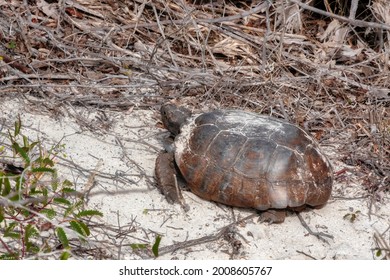 Wild Gopher Tortoise, Florida, USA