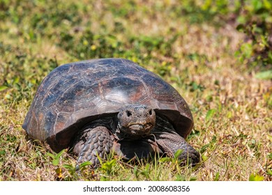 Wild Gopher Tortoise, Florida USA