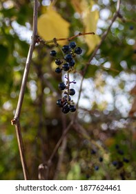 Wild Grape Clusters In Michigan's Thumb In Autumn