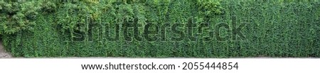 Wild grape green wall. The natural texture of the wild grapes leaves, green wall covered with vine leaves banner. Abstract nature background.
