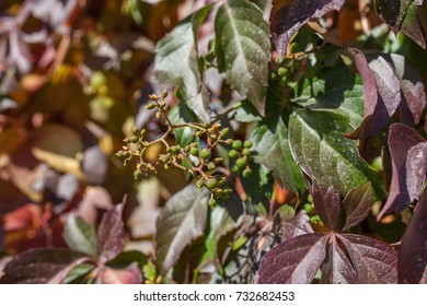 wild grape leaves summer