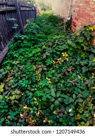 
wild grape thickets at an abandoned house