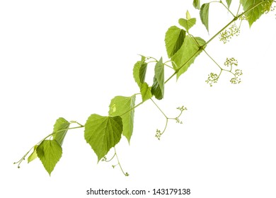 Wild Grape Vine Isolated On White