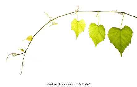 Wild Grape Vine Images Stock Photos Vectors Shutterstock