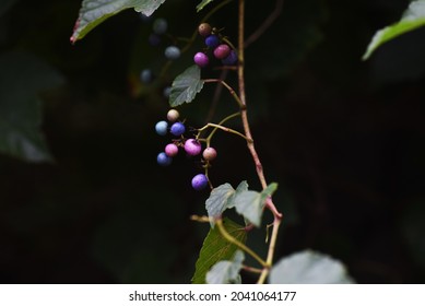 Wild Grape Vine. Vitaceae Vine Deciduous Shrub.