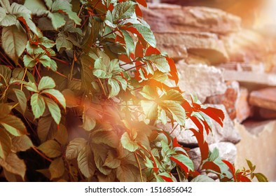 Wild grapes or green ivy cover a stone wall and staircase. Ray of light, sunset or dawn. Selective focus, close up.
