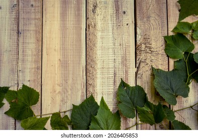 Wild Grapes On A White Washed Background- Grapevines On A Vintage White Barn Wood Background- Grape Leaves On Wood- Wild Muscadine Leaves- Wild Muscadine Plants