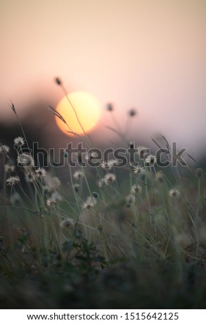 Similar – Image, Stock Photo Golden November