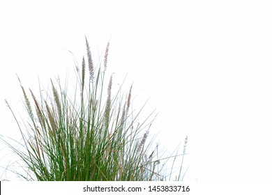 Wild Grass Bush With Flower Blossom On White Isolated Background 