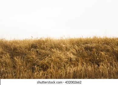 dry grass field background