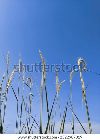 Similar – Gräser Gras Sommer grün