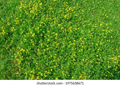 Wild grass fields in summer season. Antirrhinum or snapdragons yellow flowers, plantain, clover, green grass. Top view. Summer background concept.