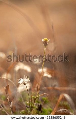 Similar – Image, Stock Photo Meadow in the morning light