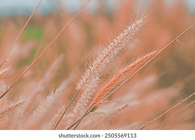 Wild Grass Flowers Field With Vintage Tone. golden hours. wild flowers in the field Â· close up wildgrass flowers in early sunny fresh morning. Vintage autumn landscape - Powered by Shutterstock