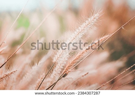 Wild Grass Flowers Field With Vintage Tone. golden hours. wild flowers in the field · close up wildgrass flowers in early sunny fresh morning. Vintage autumn landscape