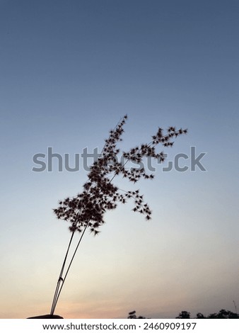 Similar – Image, Stock Photo in the evening…