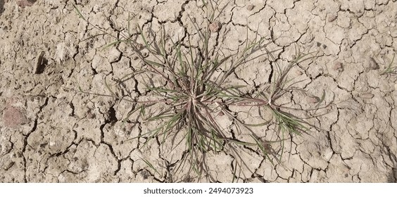 wild grass grows in the dry soil that is starting to break apart - Powered by Shutterstock