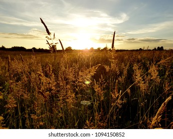 Wild Grass Meadow at Sunset