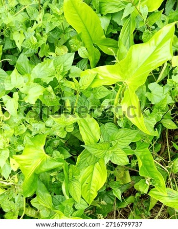 wild grass as an oxygen contributor