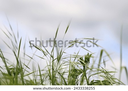Wild grass spikes against cloudy sky with sunlight, low angle view perspective. Wild spikes in the meadow inflates the wind. Feather Grass. Europe, Germany, Bavaria. Copy Space. Selective focus