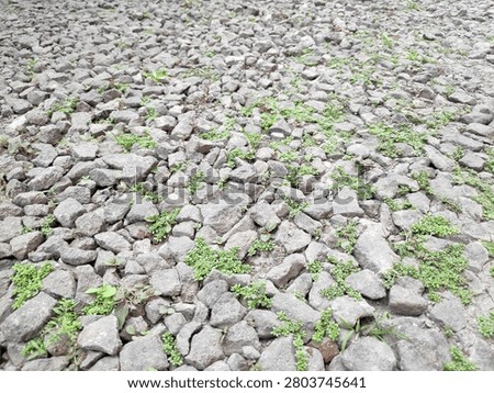 Wild grass spreading across a surface covered in broken grey stone aggregate and dry dirt
