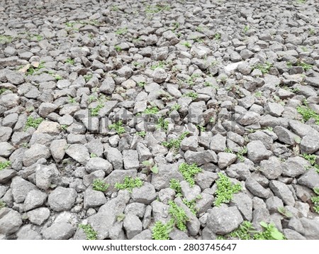 Wild grass spreading across a surface covered in broken grey stone aggregate and dry dirt