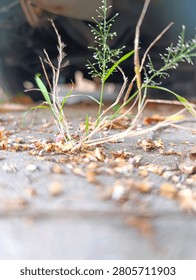 Wild Grass Sprouting Through Paving Stones Among Dried Leaves and Flowers, Thin wild grass blades grow through cracks in gray paving stones, surrounded by scattered dried leaves and fallen star fruit blossom petals.