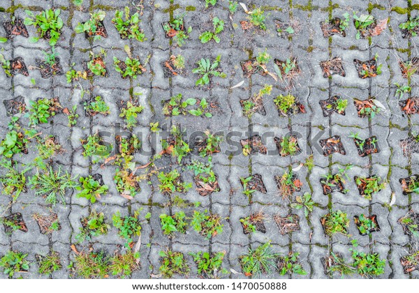 Wild grass sprouts between\
concrete tiles of old eco-friendly urban paved sidewalk for\
parking. Cement tiles of complex geometric shape at intervals for\
grass