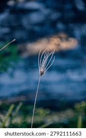 Wild grass that has died because the sun temperature is too hot