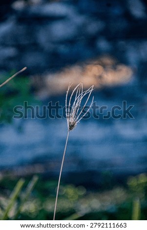 Wild grass that has died because the sun temperature is too hot