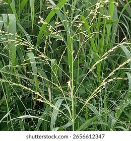 Wild grass with thin stems and tiny flowers growing in a lush green field, captured in natural daylight. Perfect for themes of nature, wilderness, and rural landscapes.

