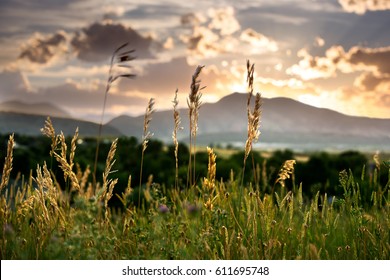 Wild grasses during sunset in the Colorado Front Range