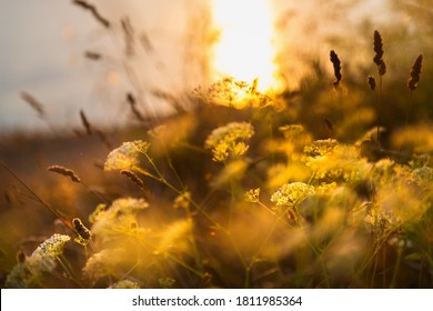 Wild grasses on the sea coast at sunset. Macro image, shallow depth of field. Beautiful autumn nature background - Powered by Shutterstock