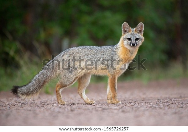 A wild gray fox photographed in the White\
Mountains of Arizona.