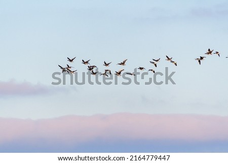 Wild gray geese anser anser in flight, blue sky.