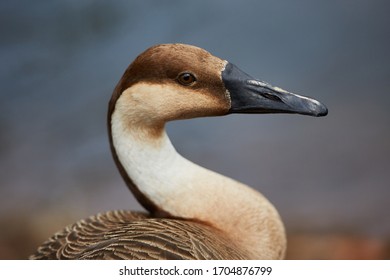 Wild Gray Goose Drake Portrait Macro Close Up